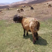 قوچ سه ساله ترکی و کاوه|حیوانات مزرعه|پاتاوه, |دیوار