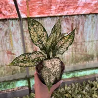 اگلونما،سطل۳،عباس آباد|گل و گیاه طبیعی|عباسآباد, |دیوار