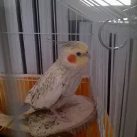 عروس هلندی ماده ی آماده تخم گذاری