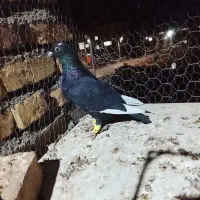 مینا سیاه خوشکل دستا۶به۶|پرنده|بیرجند, |دیوار