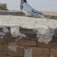 کبوتر پرنده|پرنده|فریمان, |دیوار