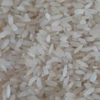 برنج کامفیروزی