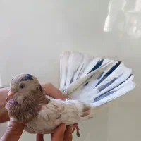 کفتر خال و پرش فوق سنگین تضمینی|پرنده|ری, منصوریه منگل|دیوار