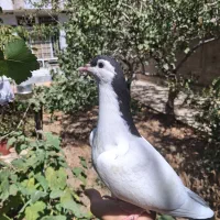 یال ، دم سیاه