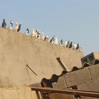 کبوتر|پرنده|آبپخش, |دیوار