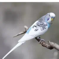 مرغ عشق سفید