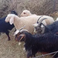 فروش بزغاله تیغدر