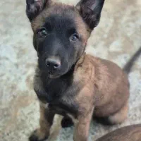 مالینویز|سگ|کرمان, |دیوار