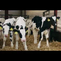 گوساله شیری صنعتی