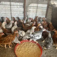 جوجه محلی اصل چهار ماه|حیوانات مزرعه|رفسنجان, |دیوار