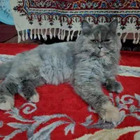 گربه پرشین|گربه|بندر گناوه, |دیوار