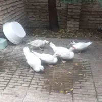 اردک اسرائیلی نر وماده سفید بالغ|حیوانات مزرعه|ساری, |دیوار