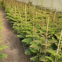 گل و گیاه اپارتمانی کاج مطبق محلات|گل و گیاه طبیعی|محلات, |دیوار