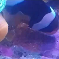 دلقک آلاردی آب شور مولد