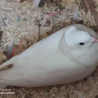 کبوتر سفید راعبی ماده معاوضه با نر|پرنده|اصفهان, همدانیان|دیوار