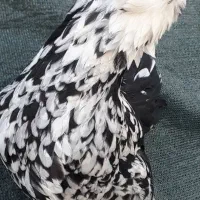 فروش تخم نطفه داره گلین پنگوئنی|حیوانات مزرعه|رفسنجان, |دیوار