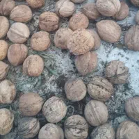 گردو|خوردنی و آشامیدنی|بومهن, |دیوار