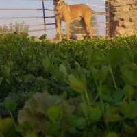 سگ سرابی نر ۱۴ ماهه اماده واگذاری