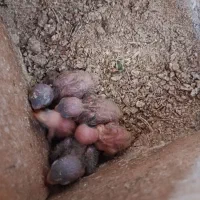 جوجه کوتوله برزیلی