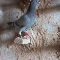 جوجه کبوتر مسافتی