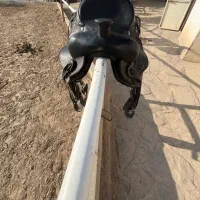 زین کابوی|اسب و تجهیزات اسب‌سواری|شهریار, اسکمان|دیوار