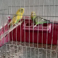 مرغ عشق|پرنده|سیرجان, |دیوار