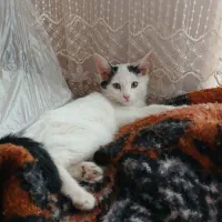 واگذاری رایگان بچه گربه خانگی|گربه|اشکذر, |دیوار