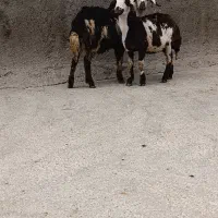 گوسفند میش قوچ بره ماده