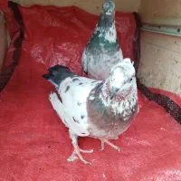 فر ‌وش کبوتر