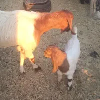 بز پاکستانی اصل با کهره