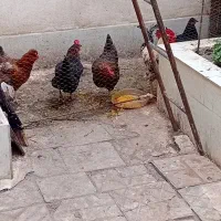 پرنده مرغ وخروس