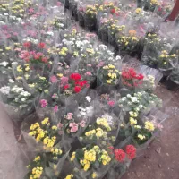 گل کالانکوه آ