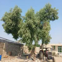 هرس وقطع کردن انواع درخت ها با خریدقیمت خوب|خدمات باغبانی و درختکاری|قشم, |دیوار