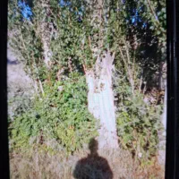 خریدار قلمه