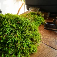 خزه طبیعی آکواریوم
