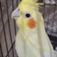 جوجه‌عروس‌‌هلندی‌