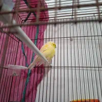 قناری گلاستر نر