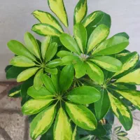 انواع گل پتوس .دیفن|گل و گیاه طبیعی|ورامین, ورامین|دیوار