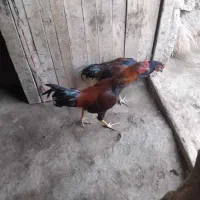 مرغ و خروس