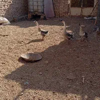 قو غاز اوکراینی