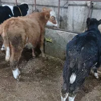 گوساله نر|حیوانات مزرعه|اردبیل, |دیوار