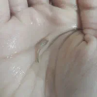 ماهی گوپی|ماهی|اسفراین, |دیوار