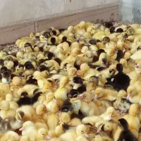 اردک پکنی جوجه گلپایگان جوجه رنگی راس گوشتی 308