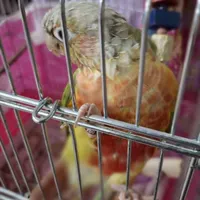 طوطی گرینچیک آناناسی رد فکتور