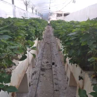 استخدام خانم به صورت نیمه وقت