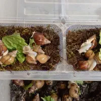 پک 5 عددی حلزون. مناسب پوست|خزنده|مشهد, ادیب نیشابوری (شهرک غرب)|دیوار