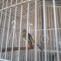 قناری ، فنچ|پرنده|کرمان, |دیوار