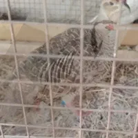 بلدرچین پاکستانی   اگهی رو بخونید