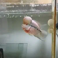 فلاور مولد با کیفیت|ماهی|مهاباد (آذربایجان غربی), |دیوار