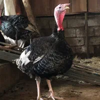 بوقلمون اصیل ارگانیک و تخم نطفه دار